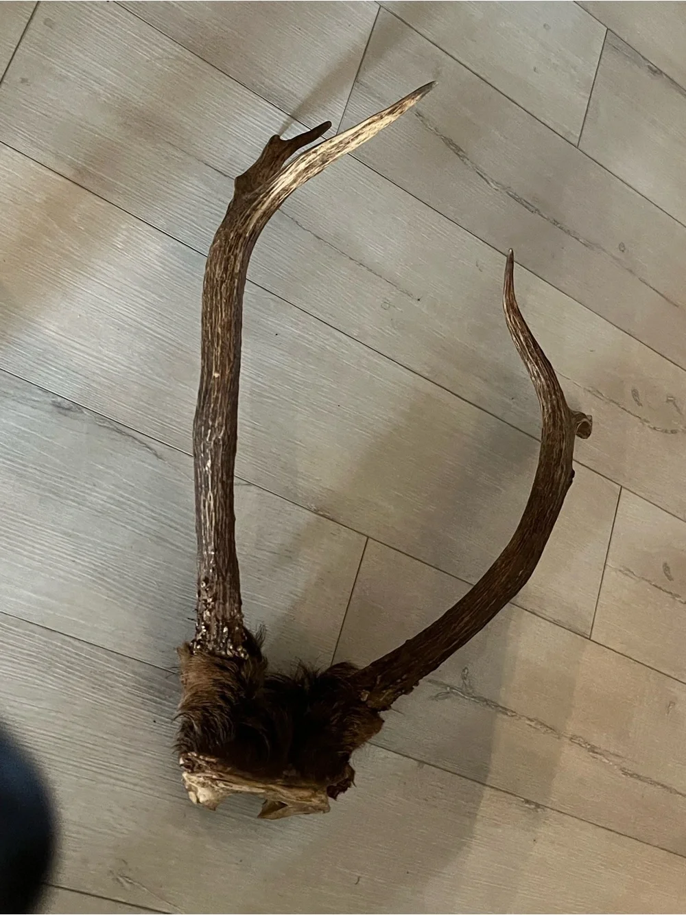 Rustic Brown elk  Antler Wall Decor - Unbranded